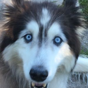 Meet your Posher, Bailey